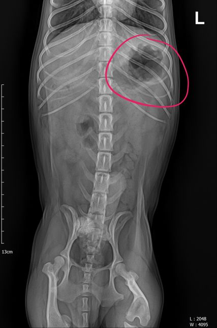 혹시 강아지 엑스레이에 이게 뭘까요?의 0번 째 이미지