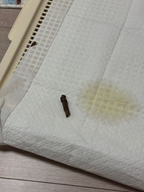 아기말티푸 변상태 , 많이 달라진건지 궁금해요의 0번 째 이미지