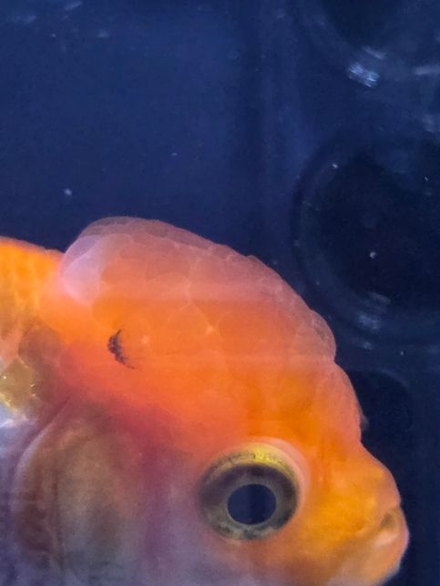 오란다 금붕어 혹에 검은색은 뭘까요?의 0번 째 이미지