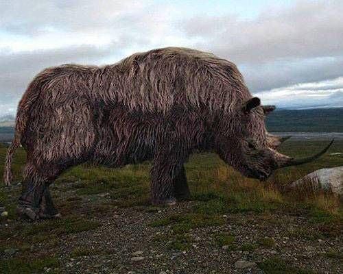 털코뿔소는 왜 학명에 '속이 빈 이빨'을 뜻하는 코엘로돈타(Coelodonta)가 붙었나요?의 0번 째 이미지