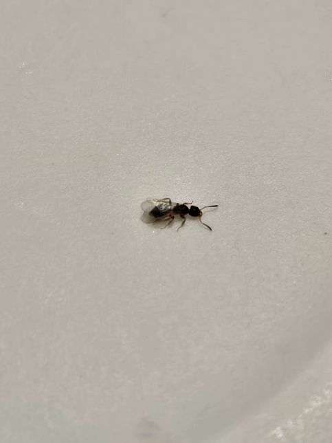 이 사진이 개미가 맞나요? 요즘 집에서 계속니오고 애기도 물고 어른도 물고 하는데 어떻게 퇴치해야되나요?의 0번 째 이미지