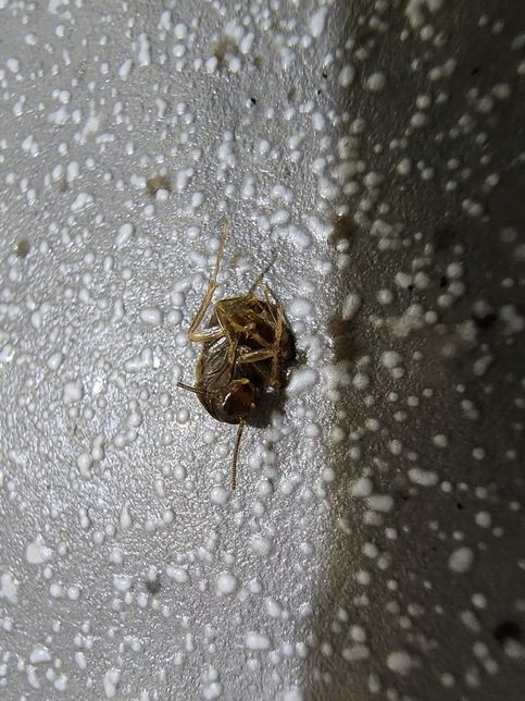 이 벌레 뭘까요? 아침에 갑자기 나왔어요의 3번 째 이미지