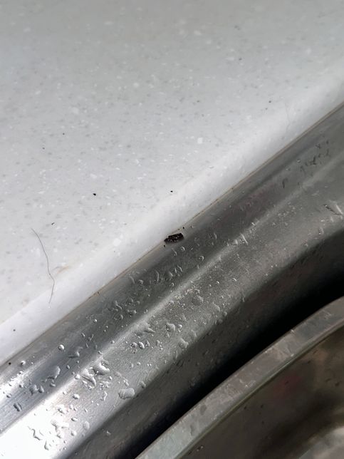 이거 벌레 알인가요? 계속 갑자기 생겨요의 0번 째 이미지