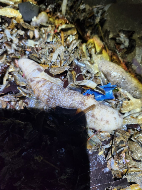 지인이 발견한 이 바다 생물 정체가 궁금해요의 0번 째 이미지