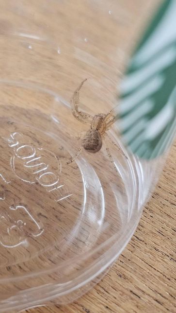 이 거미는 어떤 종류의 거미인가요??의 3번 째 이미지