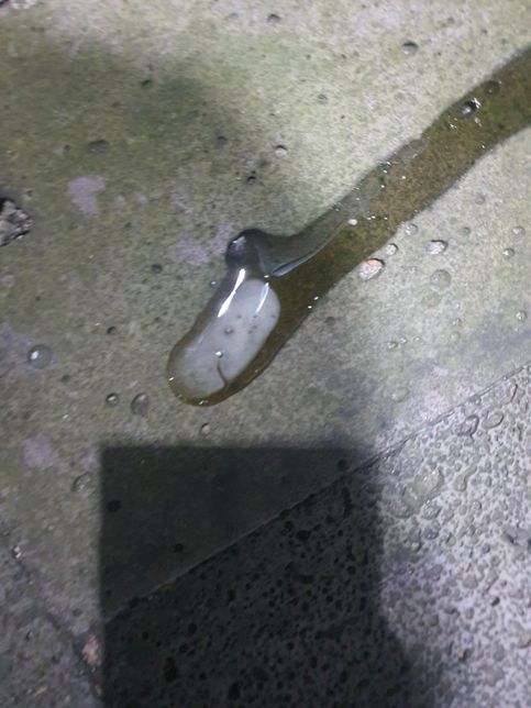 강아지 소변에 거품이 살짝 고여있어요의 0번 째 이미지