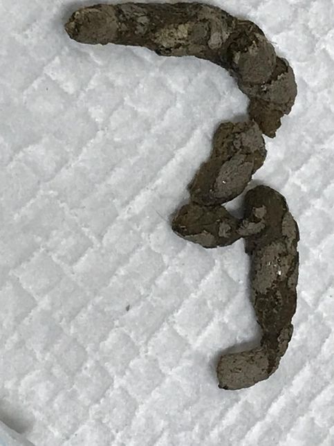 강아지 장내 미생물 불균형 잡는 방법 없나요?의 1번 째 이미지