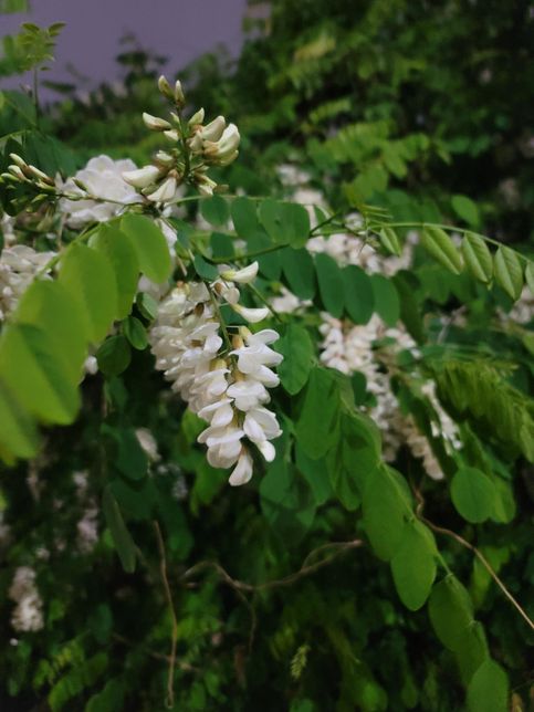 이건 무슨 나무 꽃일까요 ?? 알려주세요의 1번 째 이미지