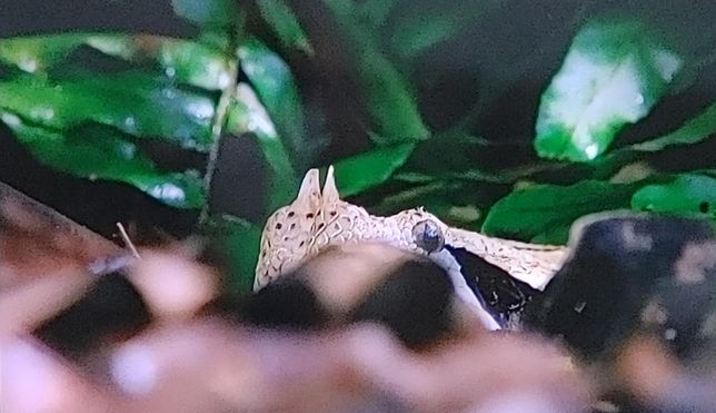 뱀이 동작이 느려도 육식하는 포유류보다 더 쥐를 잘 잡는 이유의 3번 째 이미지