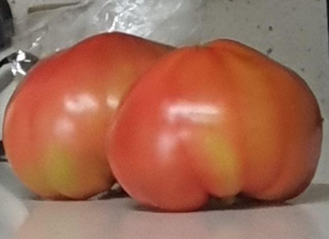 이 빨간토마토 이름이 뭔지 궁금합니다의 0번 째 이미지