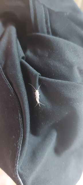 이 벌레 이름이 뭔가요 먹이나 없애는 법의 0번 째 이미지