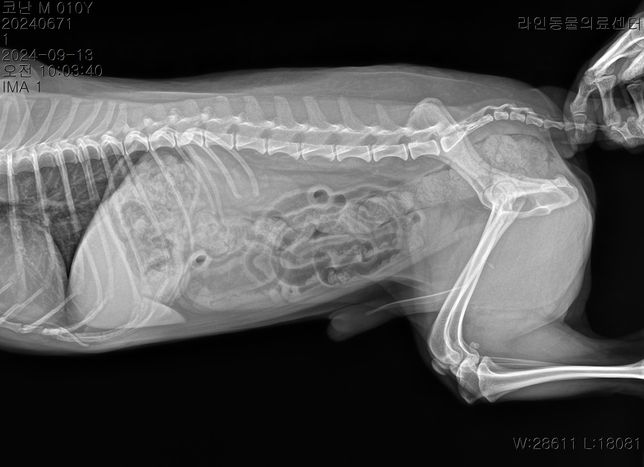 선생님 저희 강아지 허리디스크가 어느정도인가요?의 1번 째 이미지