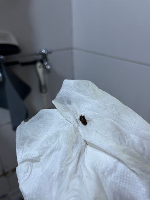 사진 속 이 벌레 이름 알 수 있을까요??의 3번 째 이미지