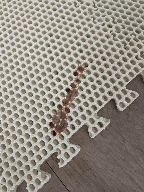 고양이 구토 색이 갈색이랑 피 색깔이 좀 있어요의 1번 째 이미지