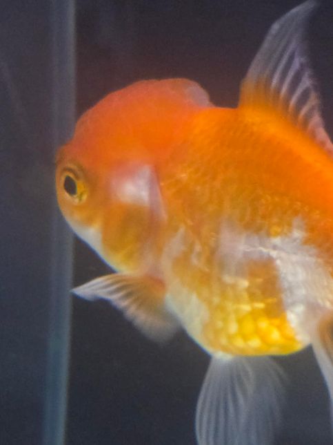 오란다 금붕어 암컷 수컷 구분이 안되요의 3번 째 이미지