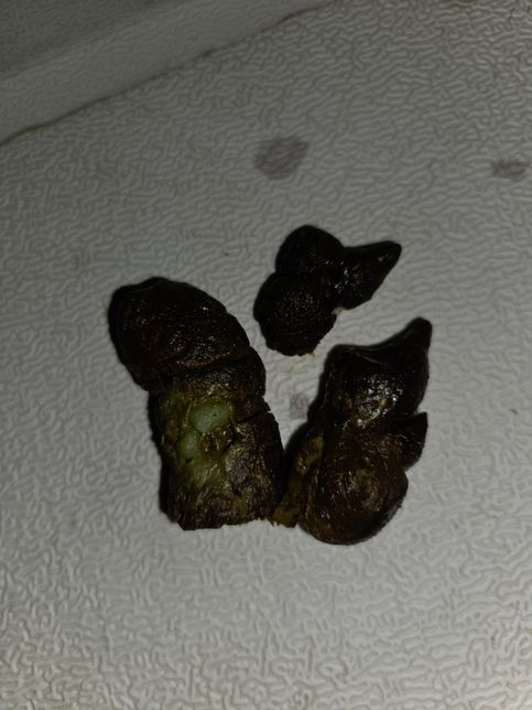 강아지 변에 이런게 나왔는데 봐주세요 ㅠㅠ의 0번 째 이미지