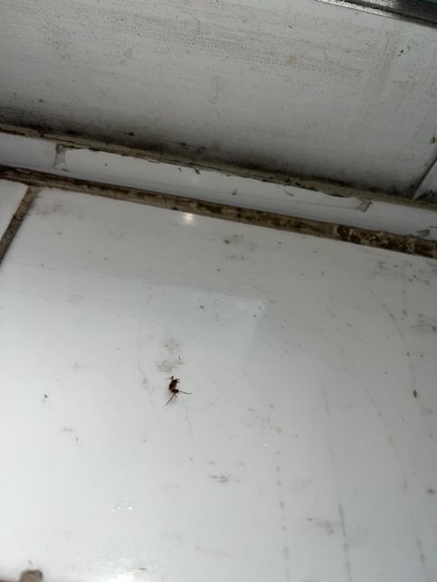 바퀴벌레 새끼인가요 벌레 판별 부탁드립니다의 1번 째 이미지