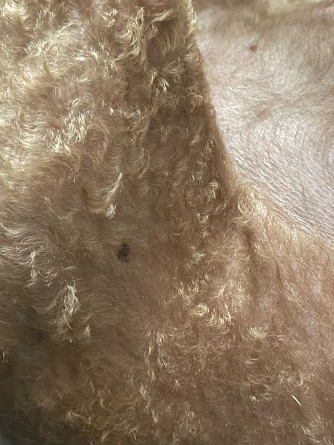 오랫만에 보니까 강아지 피부에 무슨 반점같은게 생겼는데요의 0번 째 이미지