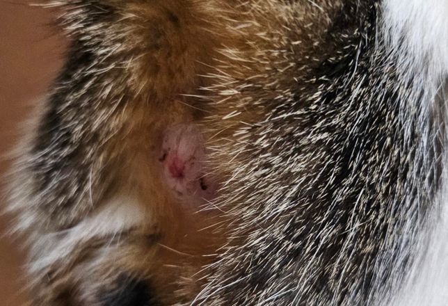 고양이 항문이 부어올랐어요. 왜일까요?의 0번 째 이미지