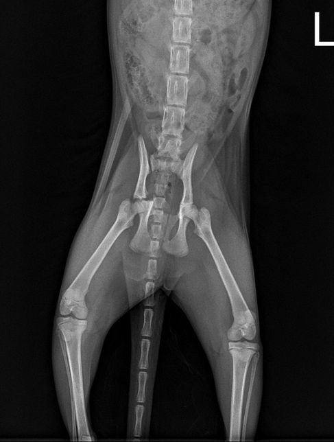 6개월 고양이 고관절골절 수술예후가 어떨까요 ?의 0번 째 이미지