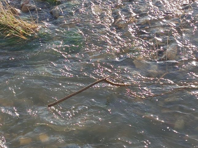 물 속에 나뭇가지나 마른 풀을 집어넣으면 물고기와 게를 포함한 민물생물들이 잘 살까요?의 0번 째 이미지