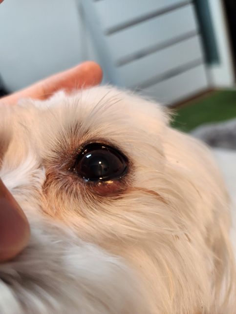 강아지 마이봄선 치료에 오메가3 도움되나요?의 0번 째 이미지