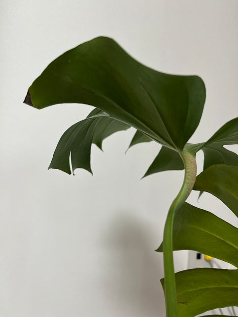 몬스테라 당근으로 가져왔는데 영 시들시들해요ㅠ 어떻게 기운나게 해야할까요?의 1번 째 이미지