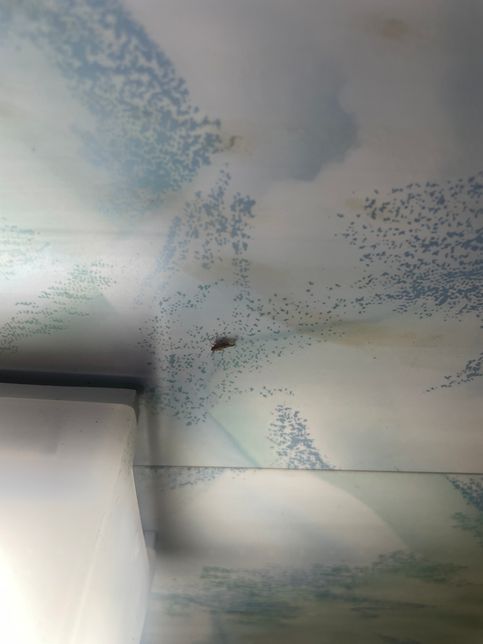 혹시 이거 무슨 벌레인지 아시는 분 ??의 0번 째 이미지