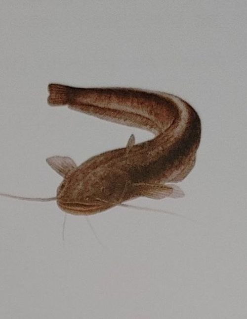 민물고기 메기는 왜 몸에 얼룩무늬가 많아요?의 0번 째 이미지