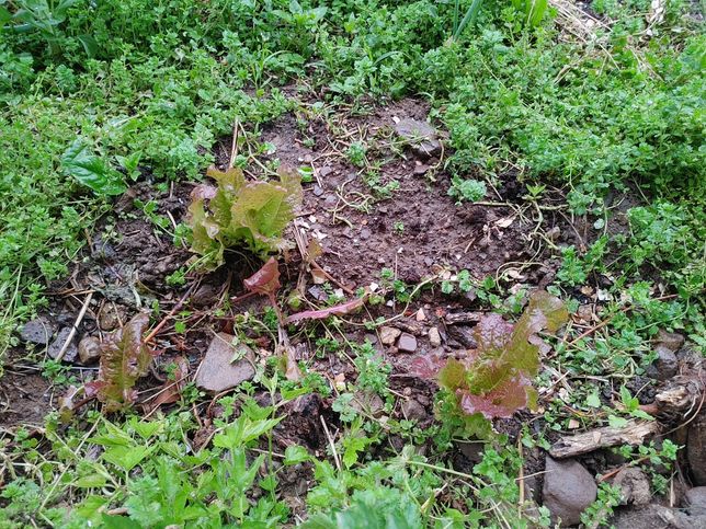 비가 많이 올 때 채소가 더 잘 자라는 이유가 무엇인가요?의 0번 째 이미지