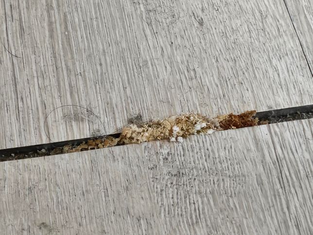 자취방 마루 사이에 생겼는데 곰팡이 일까요?의 1번 째 이미지