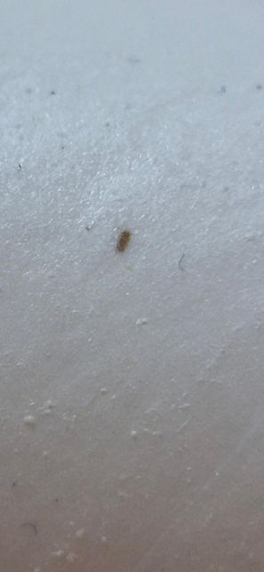 안녕하세요 이게 먼지다듬이 맞나요?의 0번 째 이미지