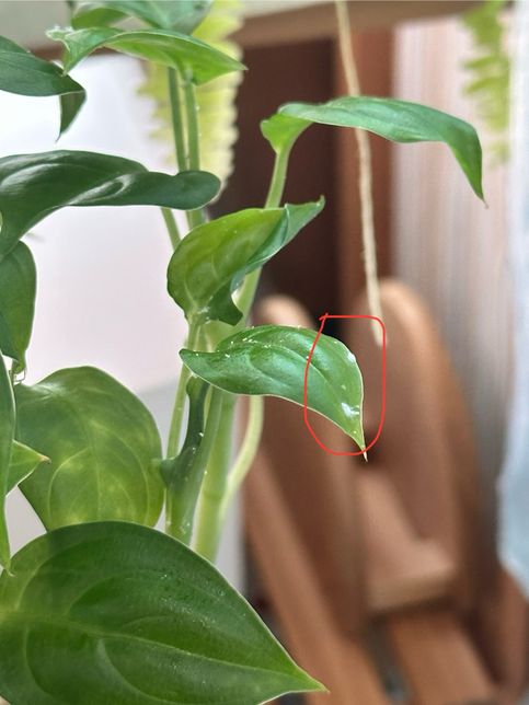 식물 잎 위에 하얀 먼지같이 생긴 것 정체가 뭐죠ㅠㅠ의 1번 째 이미지