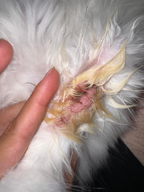 고양이 피부에 이상이 있습니다...의 0번 째 이미지