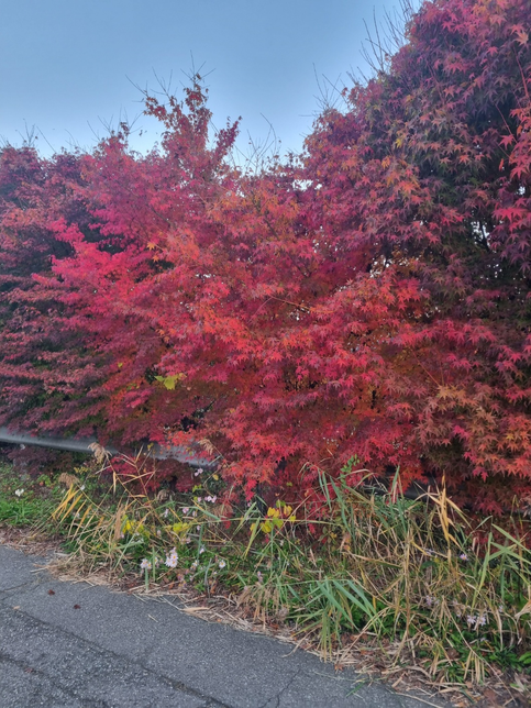 출근길, 멀리 가지 않고도 이런 단풍을 볼 수 있다니, 이 가을이 가기전에 아직도 완연한 단풍숲을 보지 못했다면, 이 단풍과 잠시라도 즐겨보시지 않으실래요?의 0번 째 이미지