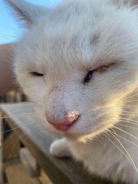 고양이 한쪽 눈에 갈색 눈꼽이 많이 껴요의 0번 째 이미지