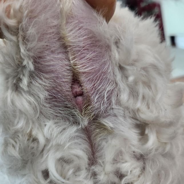 우리집 똥 강아지 똥고가 불편합니다. 왜 그럴까요?의 0번 째 이미지