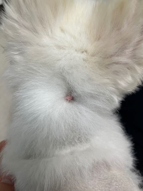 강아지 피부에 이게 뭔가요??ㅠㅠㅠ의 2번 째 이미지