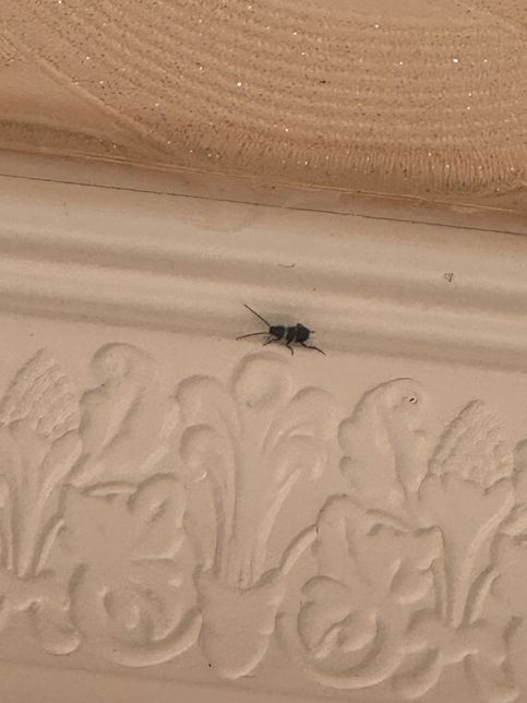 요즘 자꾸 벌레가 나와요 어떻게 해야하나요?의 0번 째 이미지