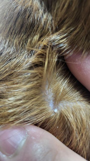 강아지 등에 하얀 뾰루지 비슷한게 났어요의 0번 째 이미지