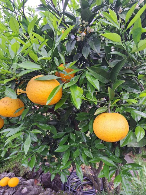 이 과일 이름이 뭔지 아시는분있나요?의 0번 째 이미지