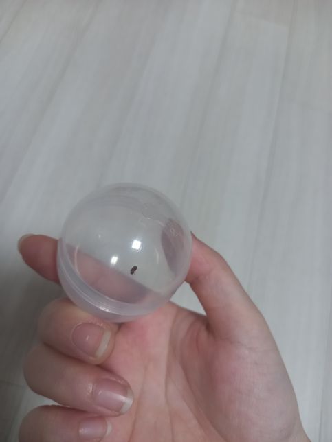 방청소하다 발견했는데 무슨 벌레인가요?의 0번 째 이미지