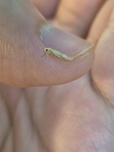 이건 무슨 벌레인가요 화랑곡나방인지 헷갈립니다의 2번 째 이미지