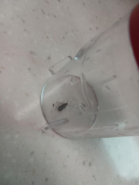 이 벌레는 무엇일까요? 밖에 한두마리 있길래 하나 잡아놨습니다..의 2번 째 이미지