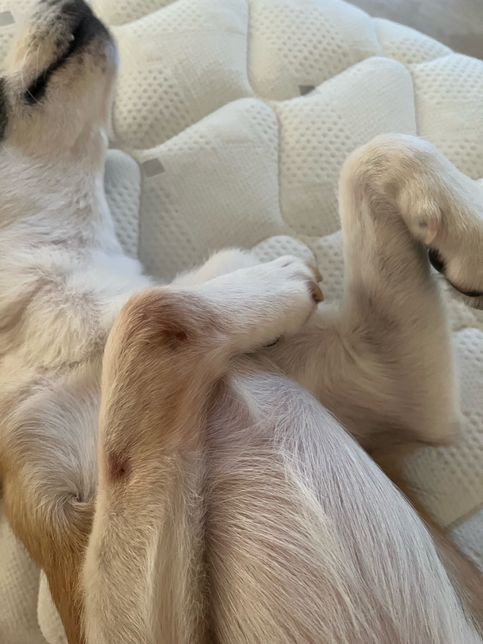 강아지 다리 불룩 티어나온부분 어떤증상인가요?의 1번 째 이미지