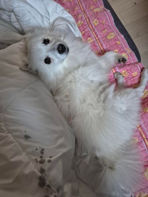 여러분이 보시기에는 저희강아지 몇살로 보이나요?의 0번 째 이미지