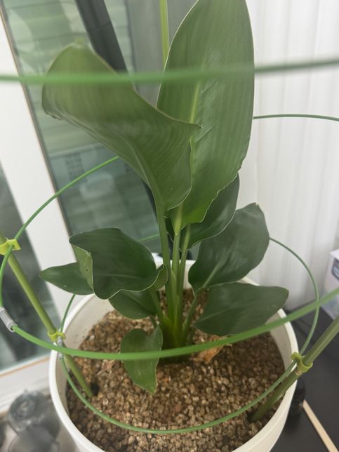 식물 잎이 안으로 말리면서 푸석푸석해요의 1번 째 이미지