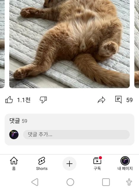 제가 유튜브에서 좋아하는 고양이인데요 개인적으로 궁금한게 있는데의 0번 째 이미지
