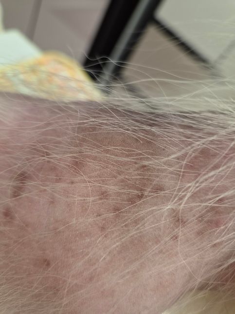 강아지 피부에 모기물린것처럼 핑크색으로 생기는데 그 중심이 모공이예요의 1번 째 이미지