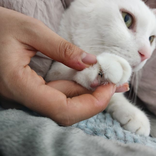 고양이 발톱에 검은색 뭔가가 꼈어요..?의 1번 째 이미지